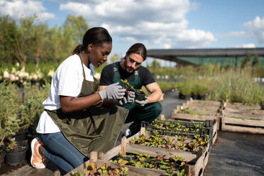 Diverse colleagues checking sprouts in boxes - CAVF95021