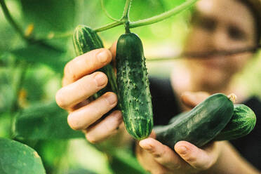 Eine Frau pflückt eine Gurke aus ihrem Garten - CAVF95029