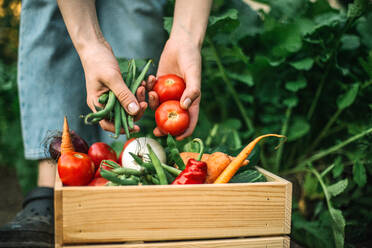 Frau mit frisch geernteten roten Tomaten auf einem Biohof - CAVF95030