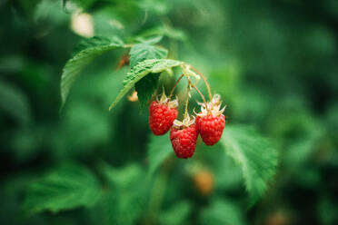 Rote Himbeere am Rebstock. - CAVF95033