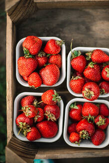 Nahaufnahme von reifen Erdbeeren auf einem Bauernhof - CAVF95034
