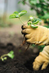 Person prepares strawberries seedling for planting - CAVF95050