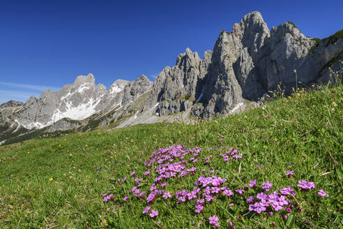 Sunlight on meadow at Salzburg, Austria - ANSF00061