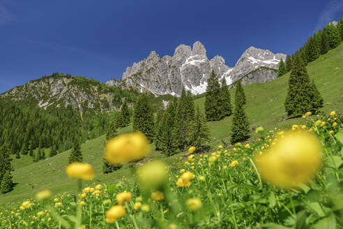 Gelbe Blumen auf einem Berg in Salzburg, Österreich - ANSF00063