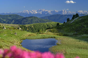 Lake with flowers at Predigtstuhl mountain at Biosphere Park Nockberge, Carinthia, Austria - ANSF00073