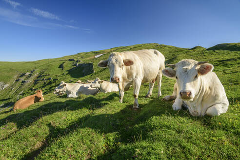 Kühe auf Gras in Kärnten, Österreich - ANSF00075