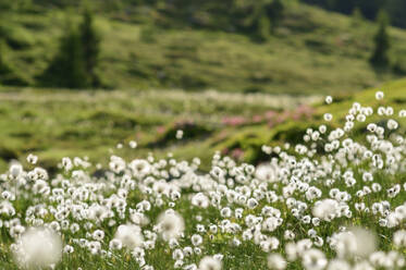 Cotton grass flowers at Biosphere Park Nockberge, Carinthia, Austria - ANSF00078