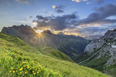 Blühende Pflanzen auf einem Berg am Morgen in Kärnten, Österreich - ANSF00082