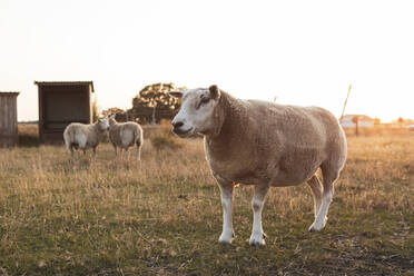 Schafe auf einem Feld auf einem Bauernhof gegen den klaren Himmel bei Sonnenuntergang - MASF26354