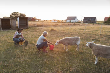 Tochter und Enkel betrachten eine ältere Frau, die Schafe auf einem Feld füttert - MASF26359