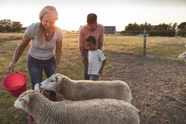 Bäuerin und Junge mit Schafen auf dem Bauernhof - MASF26361