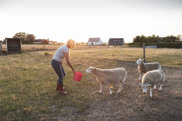 Senior female farmer feeding sheep from bucket on field - MASF26364