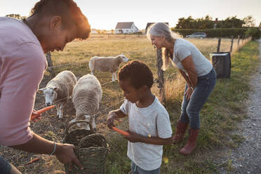 Mother assisting son feeding carrots to sheep by grandmother during sunset - MASF26371