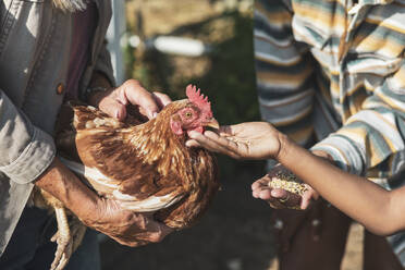Ausgeschnittenes Bild eines Jungen, der mit seiner Mutter und Großmutter an einem sonnigen Tag Körner an ein Huhn verfüttert - MASF26436