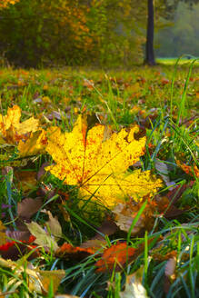 Fallen yellow maple leaf on grass in autumn - JTF01958