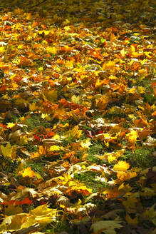 Fallen autumn leaves on grasst on a sunny day - JTF01959