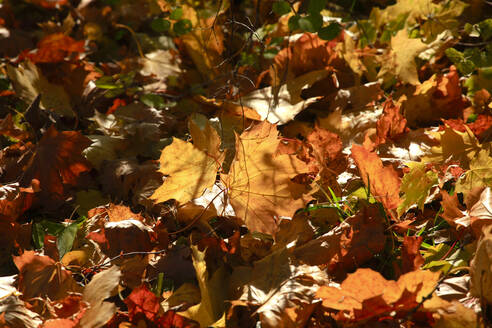 Ahornblätter im Herbstwald an einem sonnigen Tag - JTF01960