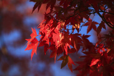 Rote Blätter eines japanischen Ahorns im Park - JTF01963