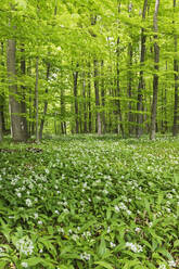 Ramson flowering plants in forest - GWF07230