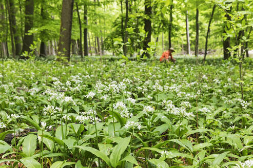 Ramson Blumen mit älterem Mann im grünen Wald - GWF07231