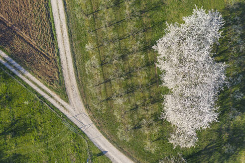 Drohnenansicht eines ländlichen Feldwegs und eines Kirschgartens im Frühling - RUEF03385
