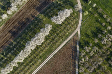 Drohnenansicht einer Kirschplantage, gepflügter Felder und eines Feldweges im Frühling - RUEF03387