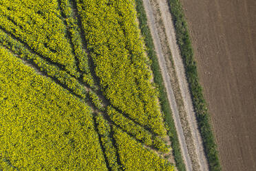 Drone view of tire tracks stretching across rapeseed field in spring - RUEF03388
