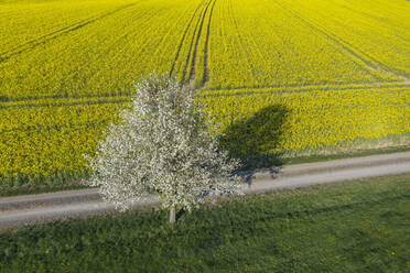 Drohnenansicht eines einzelnen blühenden Kirschbaums an einem Feldweg, der sich im Frühjahr entlang eines großen Rapsfeldes erstreckt - RUEF03391