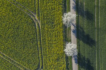 Drohnenansicht einer unbefestigten Straße, die sich im Frühjahr entlang eines großen Rapsfeldes erstreckt - RUEF03392