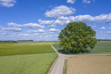 Drohnenansicht eines einzelnen Baums, der im Frühjahr an einem Feldweg wächst - RUEF03397