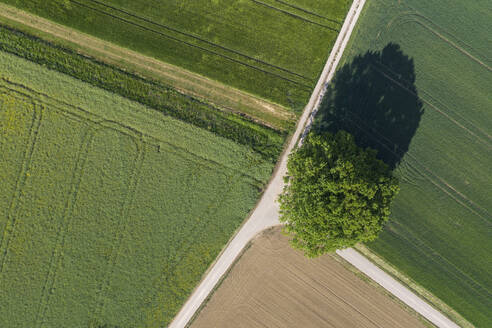 Drohnenansicht eines einzelnen Baums, der im Frühjahr an einem Feldweg wächst - RUEF03398