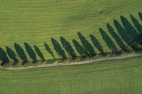 Luftaufnahme einer mit Bäumen gesäumten unbefestigten Straße, die sich zwischen grünen Feldern erstreckt - RUEF03405
