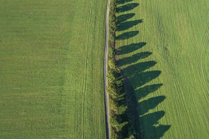 Luftaufnahme einer mit Bäumen gesäumten unbefestigten Straße, die sich zwischen grünen Feldern erstreckt - RUEF03407