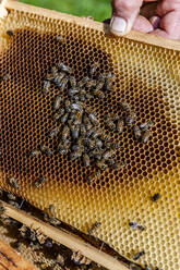 Hand of beekeeper holding honeycomb with bees - EGBF00698