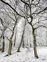 Weißer schneebedeckter Wald im Winter - WEF00487