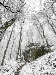 White snow-covered forest with large boulder in center - WEF00488