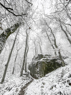 Weißer schneebedeckter Wald mit großem Felsblock in der Mitte - WEF00488