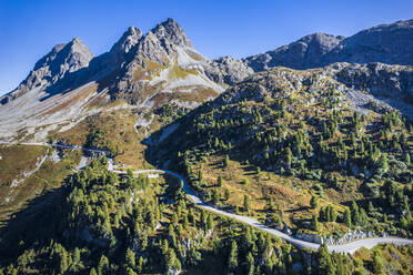 Bäume auf dem Berg am Albulapass, Graubünden, Schweiz - STSF03066