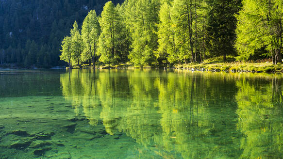 Spiegelnde Bäume im Wasser am Lai Da Palpuogna, Graubünden, Schweiz - STSF03073