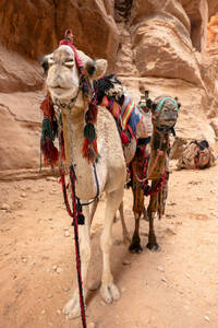 Zwei gesattelte Kamele stehen im Freien - FPF00229