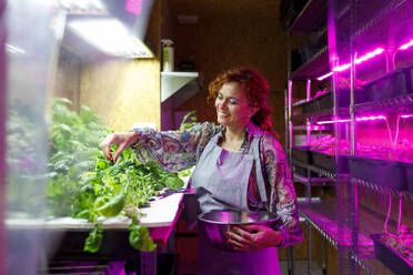 Lächelnde Unternehmerin sammelt Gemüse im Gewächshaus - IFRF01211