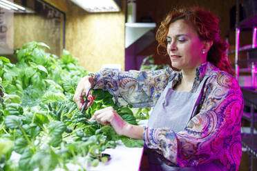 Unternehmerin schneidet Gemüse im Gewächshaus - IFRF01214
