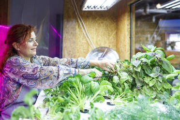 Smiling female owner cutting plants with scissors in restaurant - IFRF01215