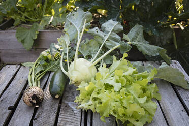 Selbst angebaute Rüben, Salat, Zucchini und Kohlrabi liegen auf einem Holztisch - EVGF03935