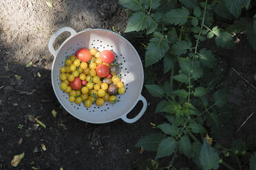 Sieb mit selbstgezogenen Tomaten im Gemüsegarten - EVGF03938