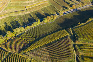 Luftaufnahme der herbstlichen Weinberge - WDF06661