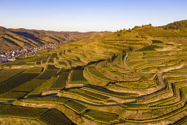 Germany, Baden-Wurttemberg, Vogtsburg im Kaiserstuhl, Aerial view of vineyards and volcanic hills of Kaiserstuhl at autumn dusk - WDF06665