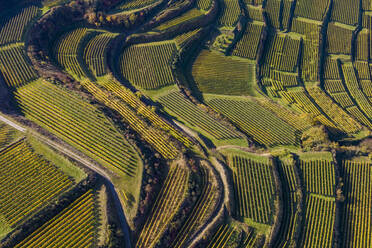 Luftaufnahme der Weinberge am Kaiserstuhl im Herbst - WDF06669