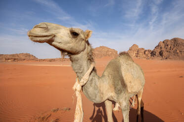 Kamel in der jordanischen Wüste - FPF00239