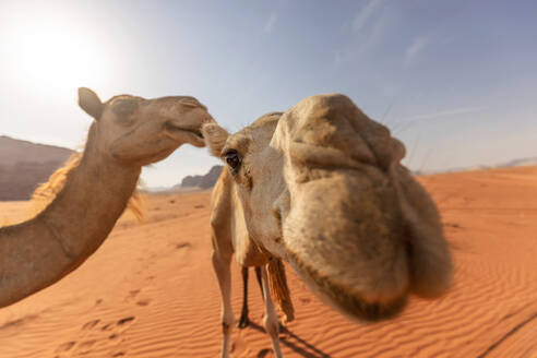 Dromedare in der jordanischen Wüste - FPF00240